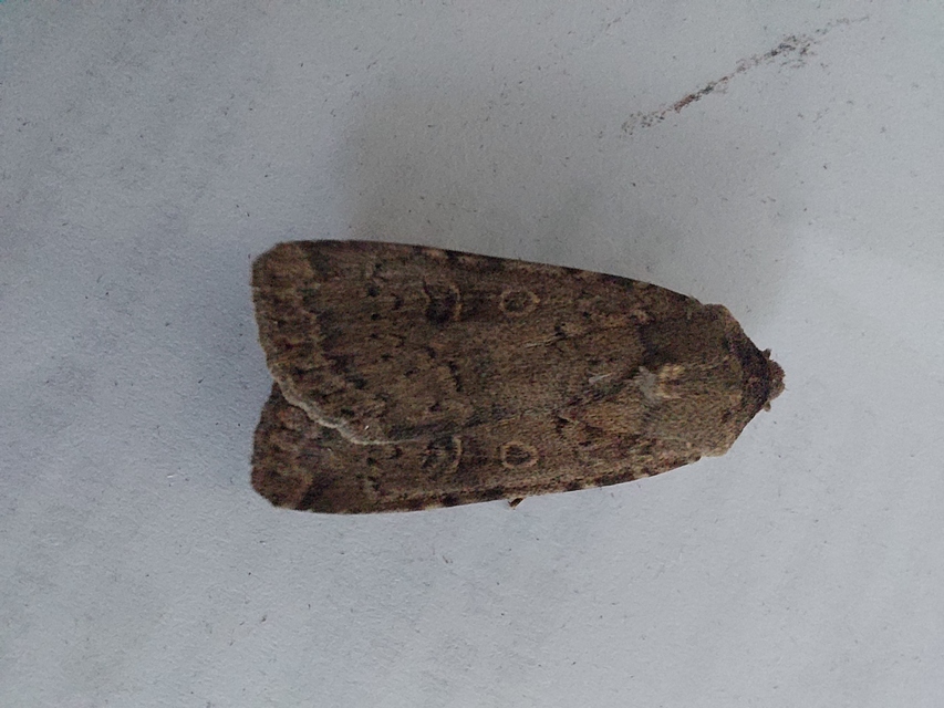 Rhyacia simulans - hamvas földibagoly