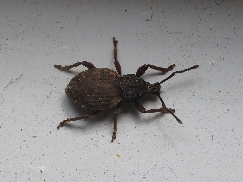 Otiorhynchus raucus - molyhos gyalogormányos