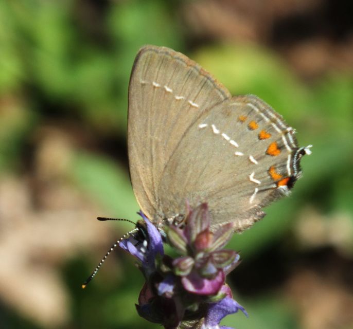 Satyrium ilicis - tölgyfa-csücsköslepke