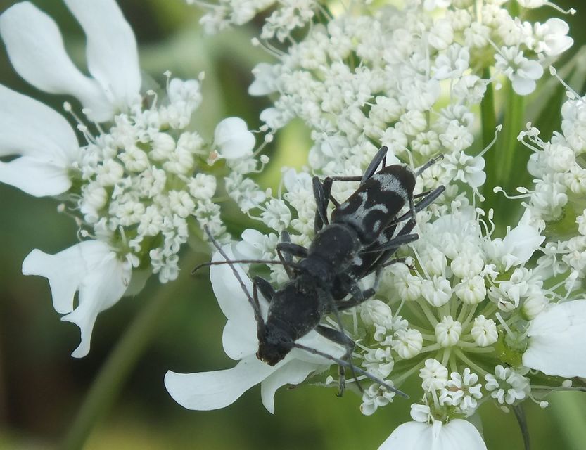 Chlorophorus figuratus - rajzos darázscincér