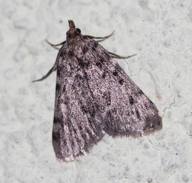 Aglossa pinguinalis - zsiradékmoly
