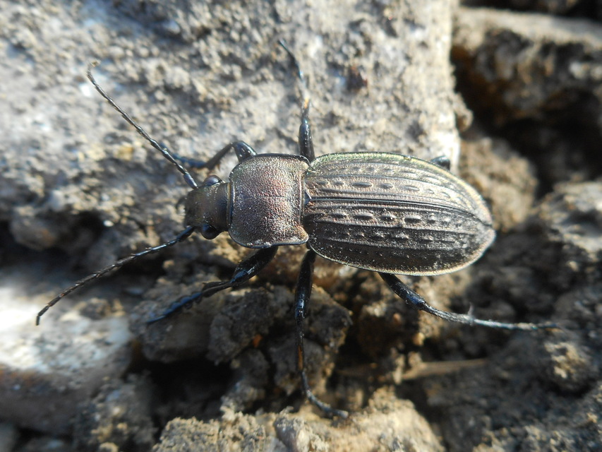 Carabus cancellatus - ragyás futrinka
