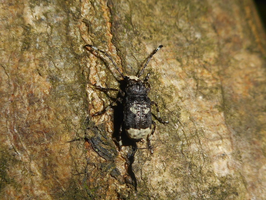 Platystomos albinus - nagybajuszú orrosbogár