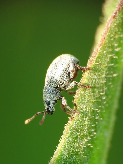 Centricnemus leucogrammus - kis kendermagbogár Centricnemus leucogrammus - kis kendermagbogár