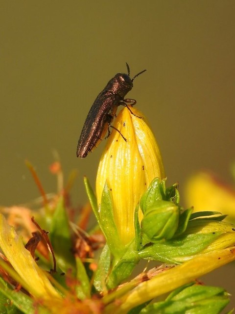 Agrilus hyperici - orbáncfű-karcsúdíszbogár