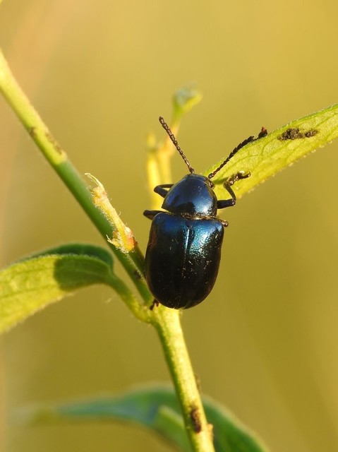 Chrysochus asclepiadeus - tündöklő méreggyiloklevelész