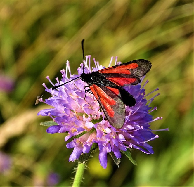 Zygaena brizae - magyar csüngőlepke