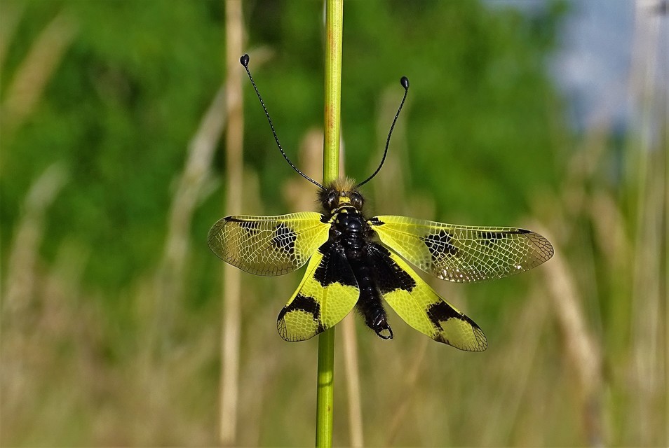 Libelloides macaronius - keleti rablópille