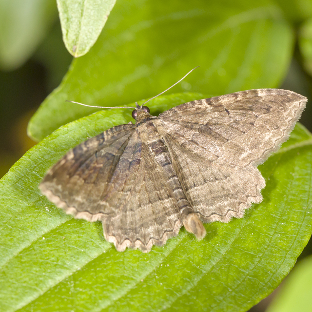 Philereme transversata - varjútövis-araszoló