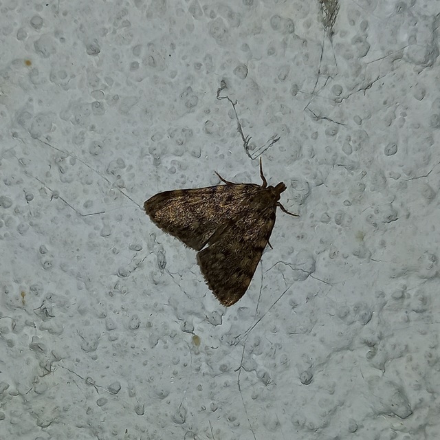 Aglossa pinguinalis - zsiradékmoly