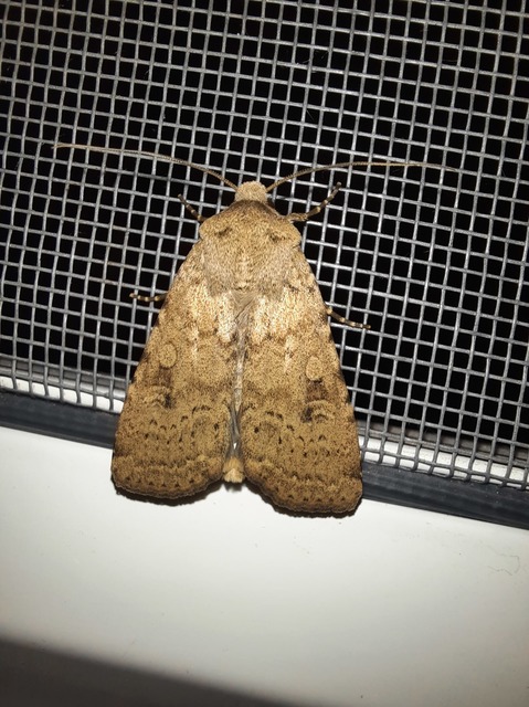 Rhyacia simulans - hamvas földibagoly