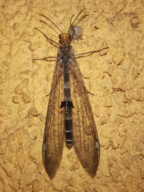 Megistopus flavicornis - kétfoltos hangyaleső