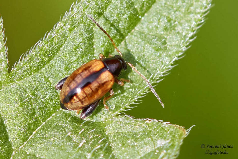Longitarsus