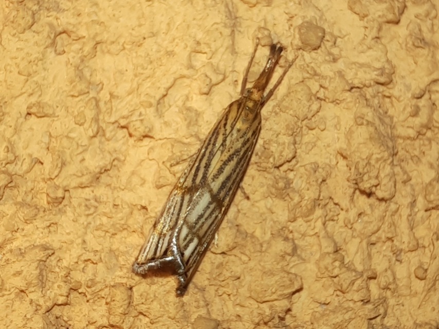 Chrysocrambus linetella - déli fűgyökérmoly