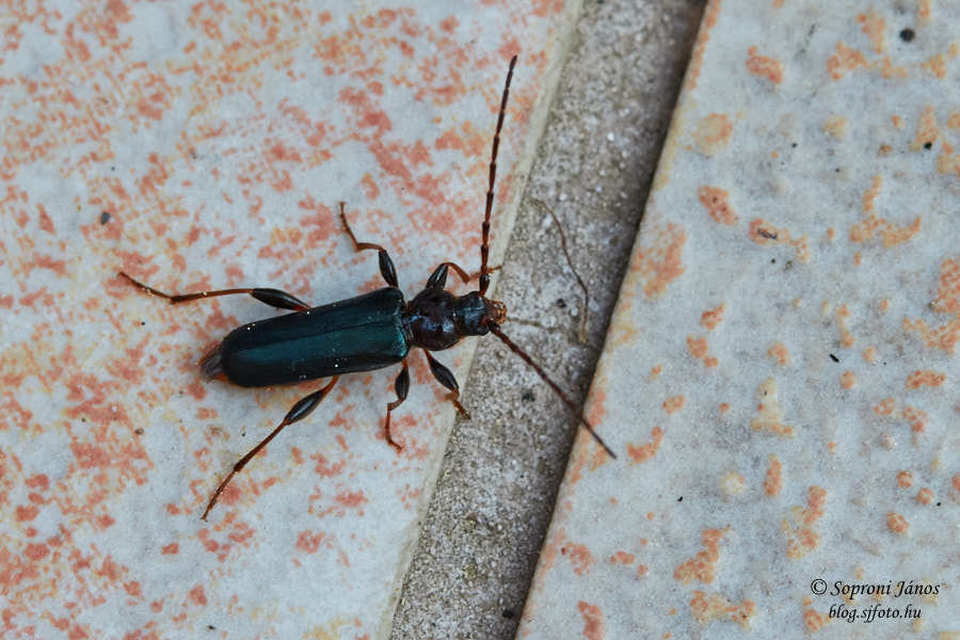Phymatodes testaceus - változékony korongcincér