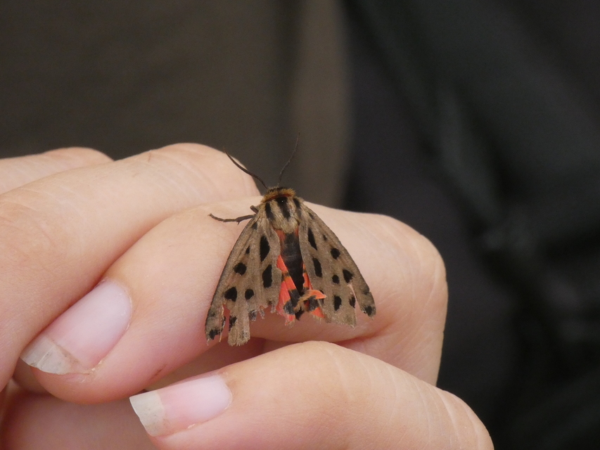 Chelis maculosa - foltos medvelepke