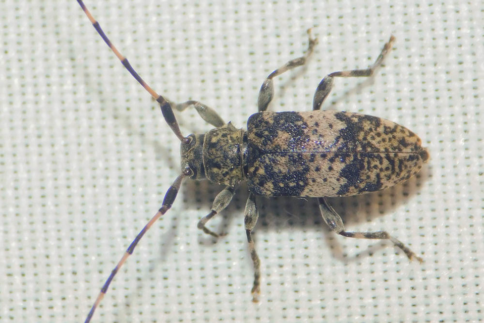 Leiopus nebulosus - öves gesztcincér