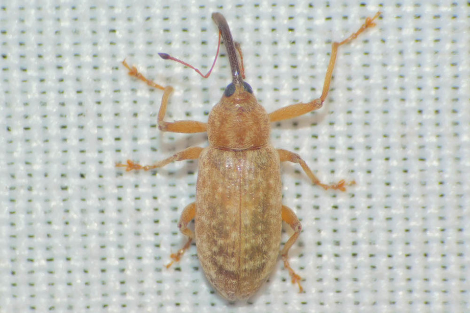 Dorytomus longimanus - kétalakú hangormányos