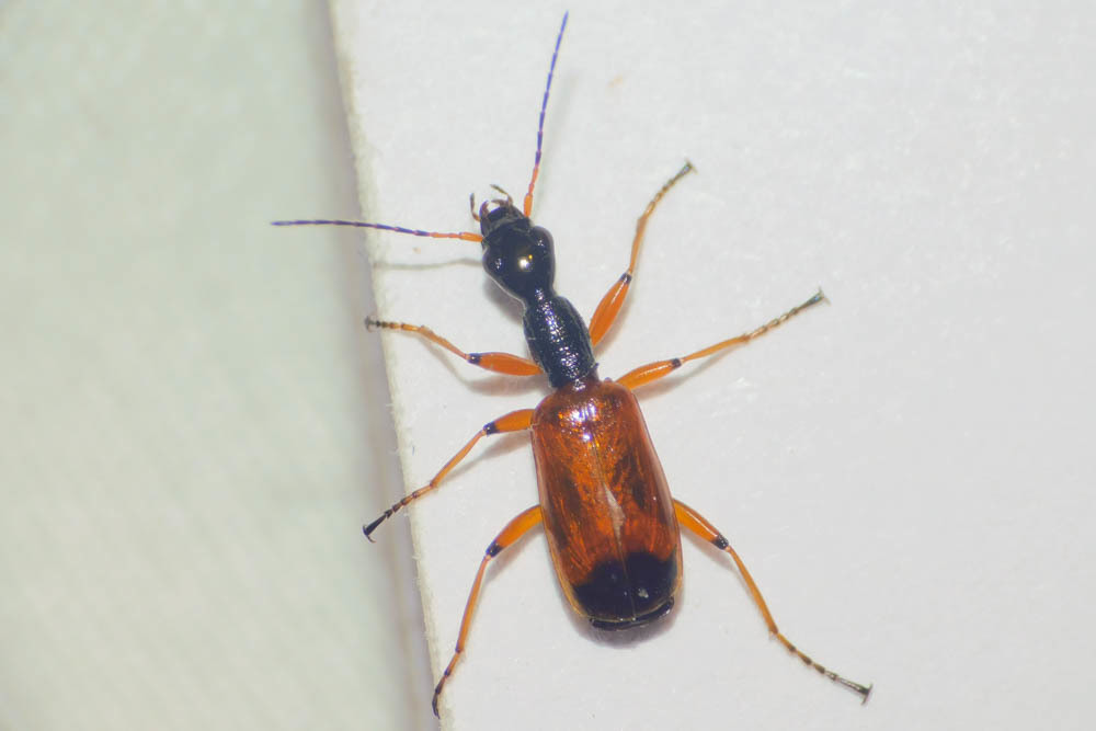 Odacantha melanura - ingoványfutó