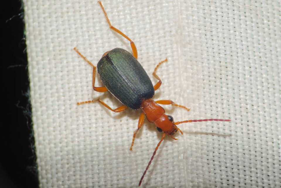Brachinus