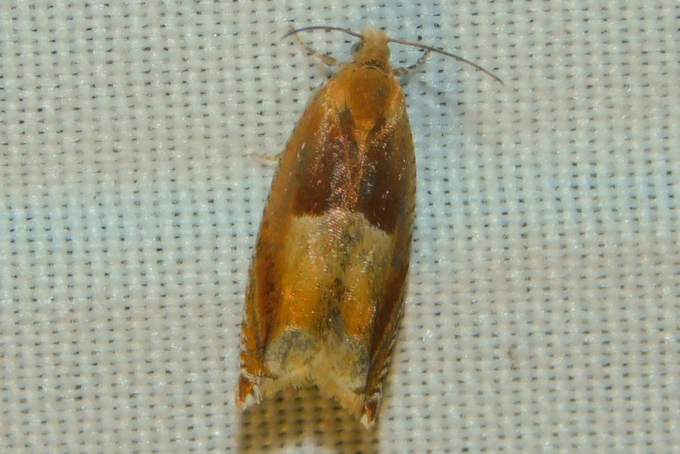 Ancylis mitterbacheriana - tölgysodró horgasmoly