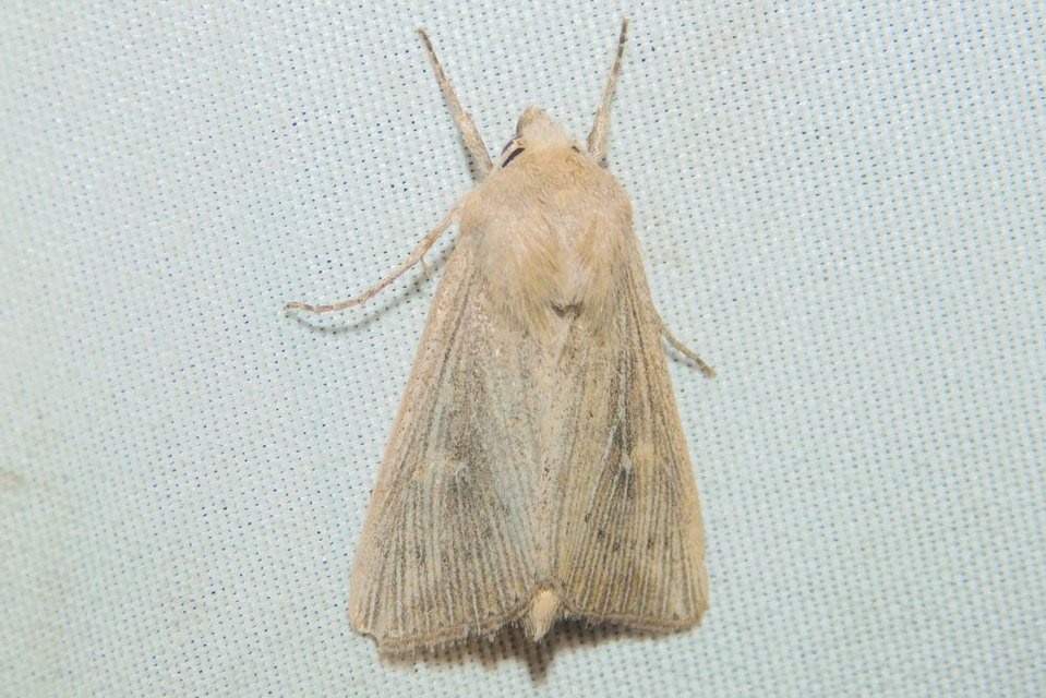 Leucania obsoleta - pontozott rétibagoly