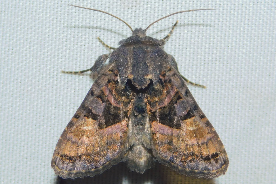 Euplexia lucipara - szeder-csipkésbagoly