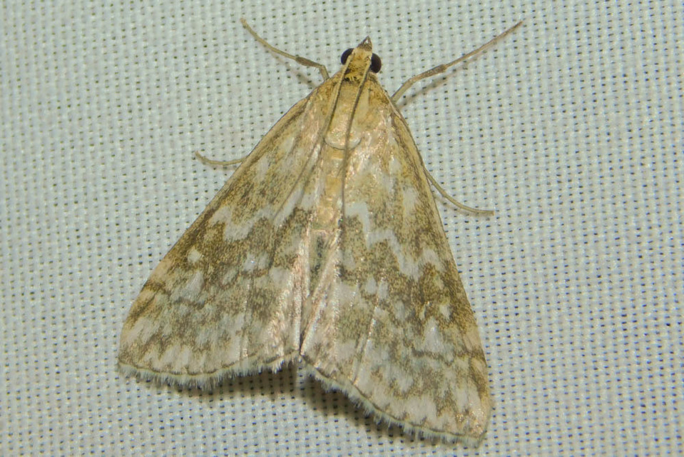 Evergestis frumentalis - tavaszi dudvamoly