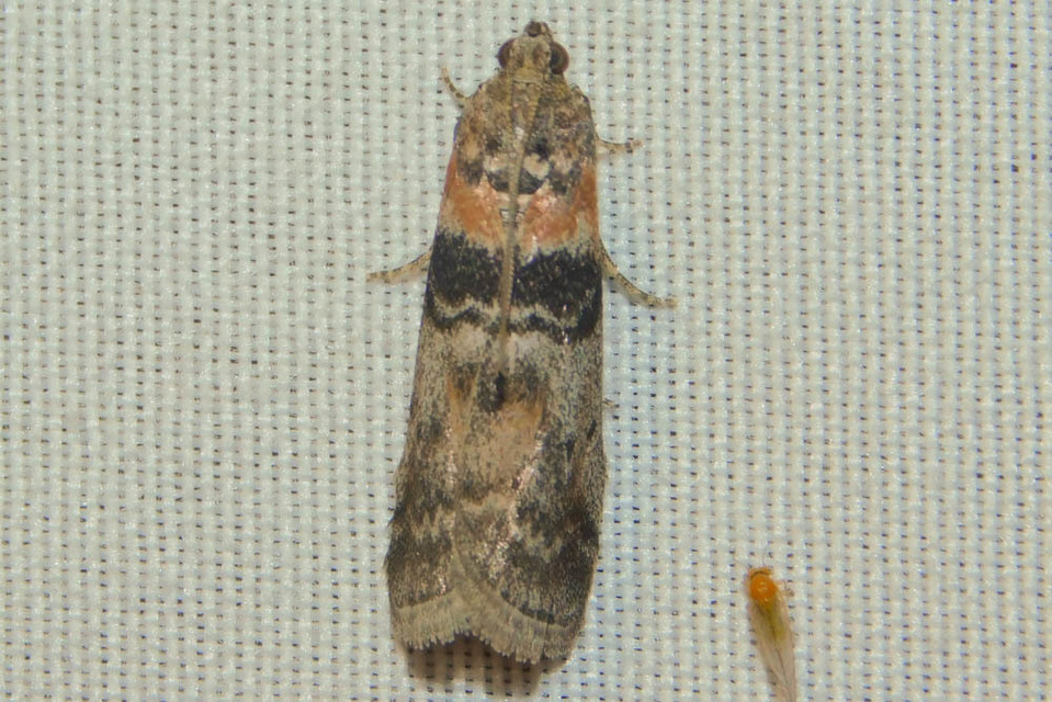 Sciota