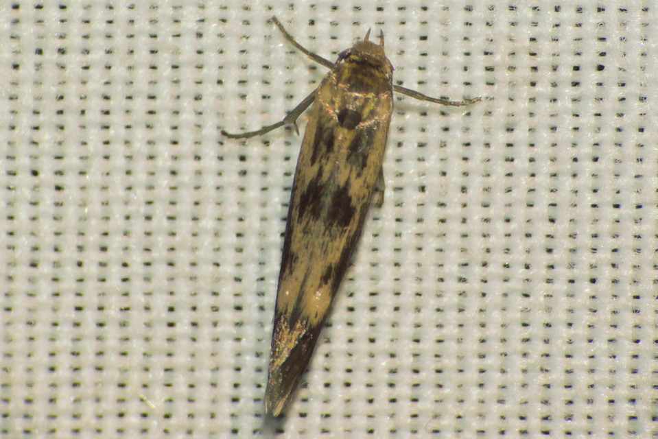 Scythris limbella - parajfonó zöldmoly