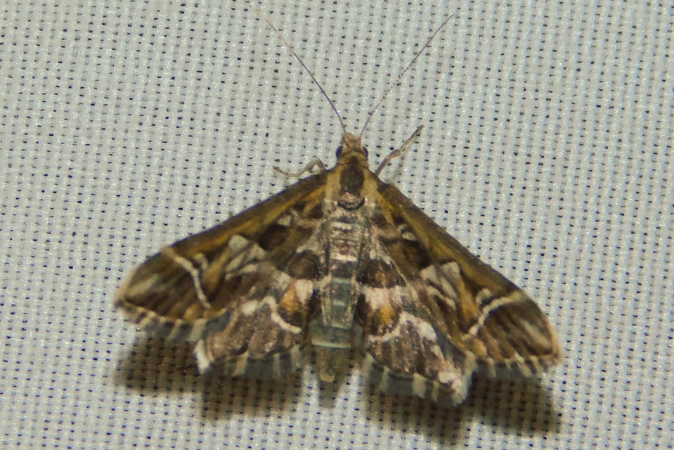 Diasemia reticularis - betűmintás tűzmoly