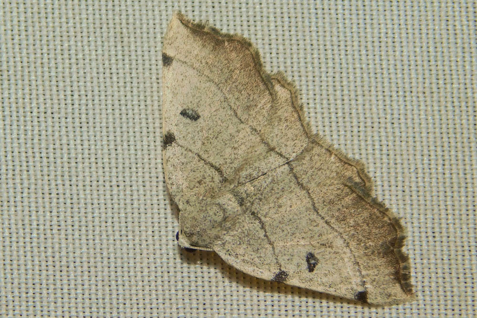 Eilicrinia trinotata - háromjegyű araszoló