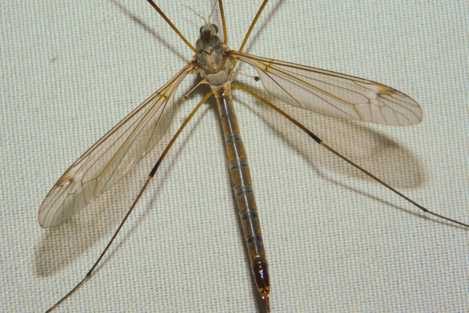 Tipula