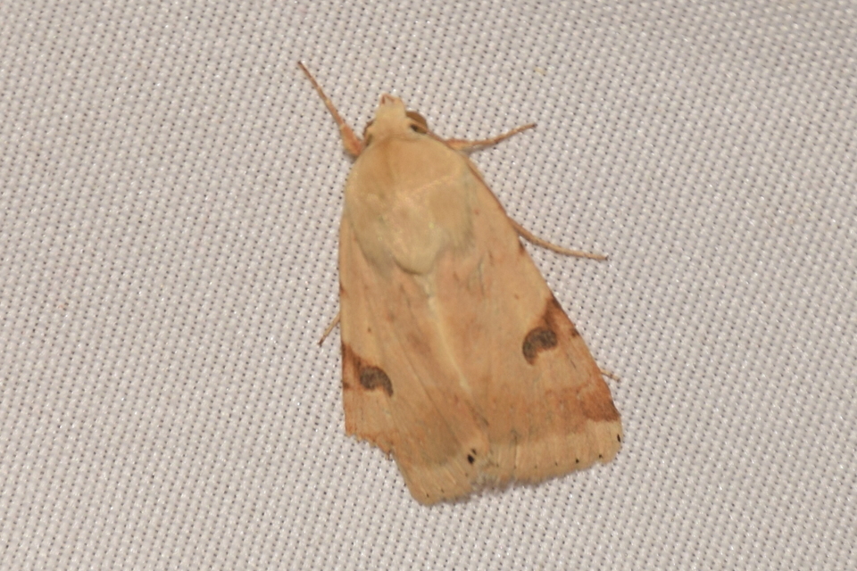 Heliothis peltigera - nagy veteménybagoly