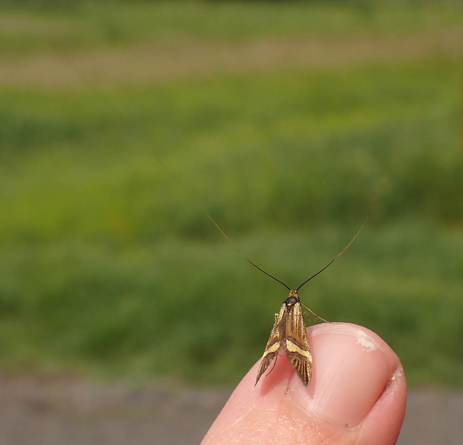 Nemophora degeerella - pompás tőrösmoly