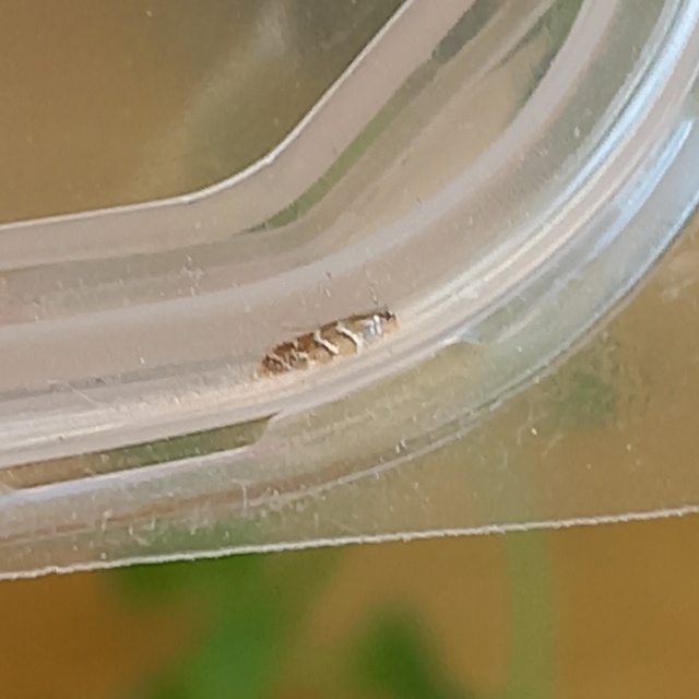 Cameraria ohridella - vadgesztenye-sátorosmoly