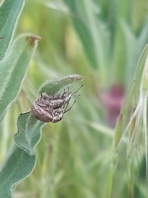Peritelus familiaris - nagy kendermagbogár