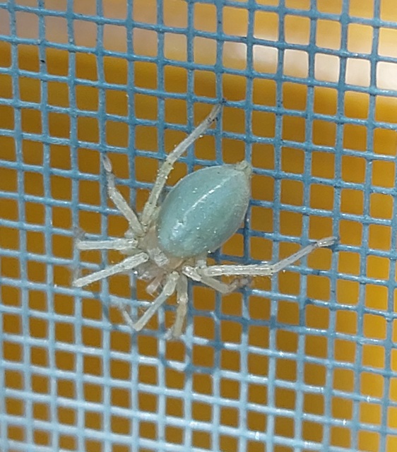 Cheiracanthium