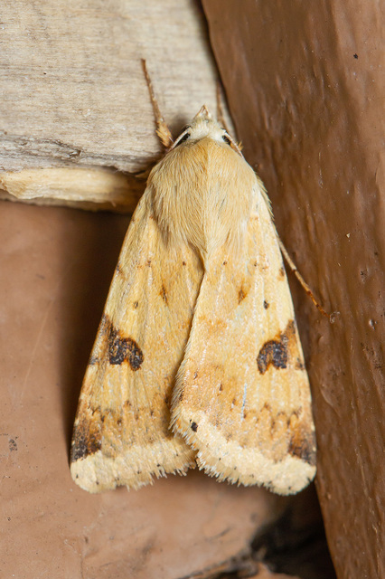 Heliothis peltigera - nagy veteménybagoly