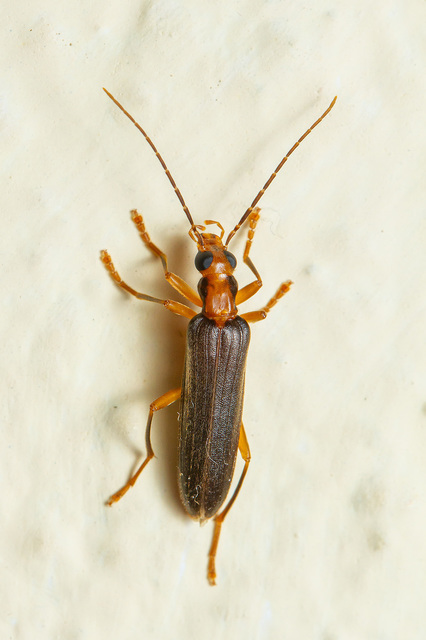 Nacerdes carniolica - karnóliai álcincér