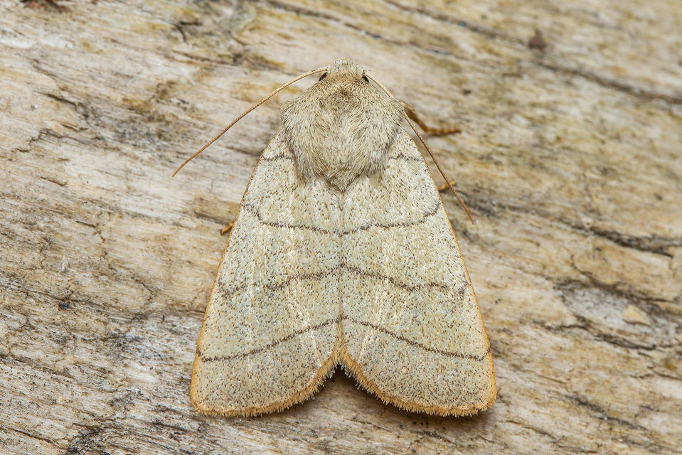 Charanyca trigrammica - háromsávos lombbagoly