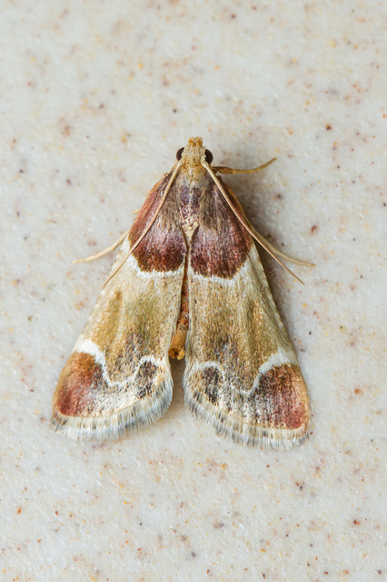 Pyralis farinalis - lisztilonca