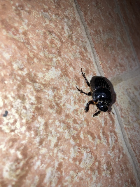 Copris lunaris - közönséges holdszarvú-ganéjtúró