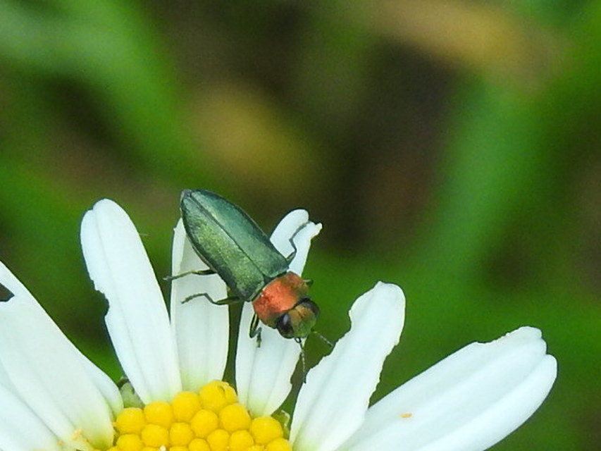 Anthaxia nitidula - ragyogó virágdíszbogár