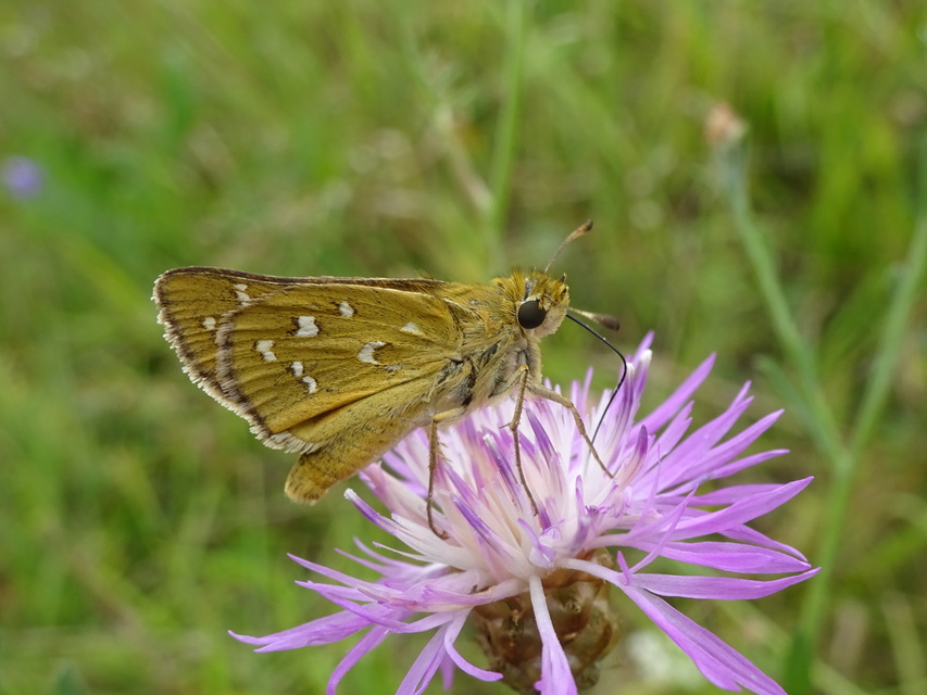 Hesperia comma - vesszős busalepke