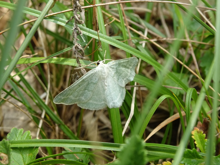 Pseudoterpna pruinata - hamvas zöldaraszoló