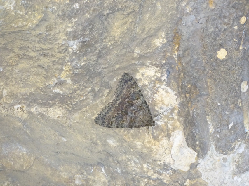 Catocala elocata - közönséges övesbagoly