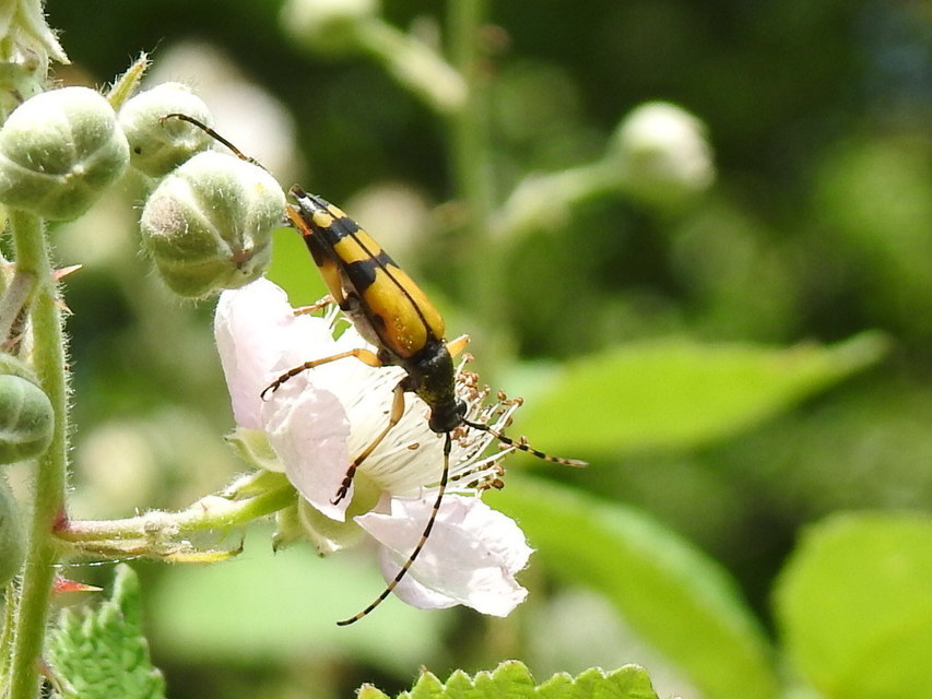 Rutpela maculata - tarkacsápú karcsúcincér