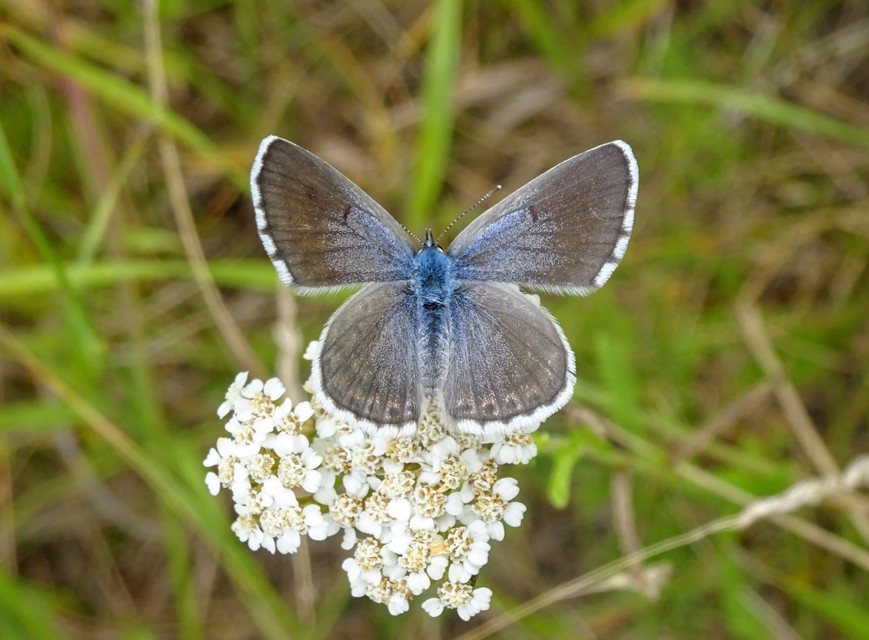 Pseudophilotes schiffermuelleri - apró boglárka
