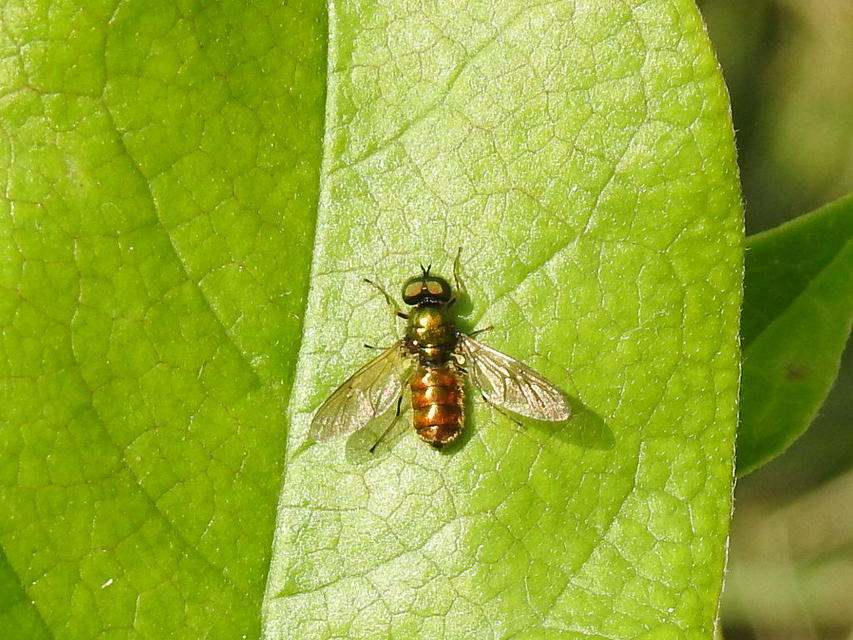 Chloromyia formosa - közönséges fémeslégy